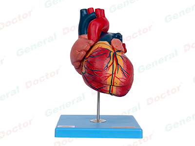 GD Adult Heart Model 