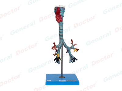 GD Larynx, Trachea and Bronchial Tree Model 