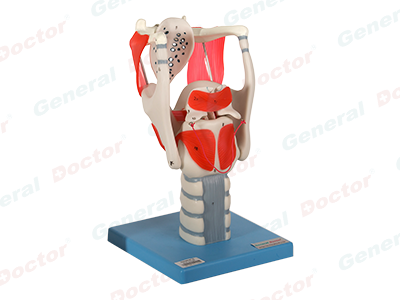 GD Functional Model of Larynx