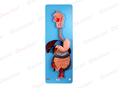 GD Digestive System Model 
