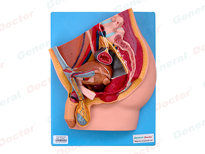 GD Median Sagittal Section Model of the Male Pelvic Cavity 
