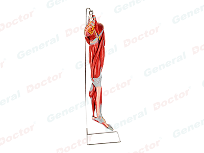 GD Muscles of Leg with Main Vessels and Nerves Model