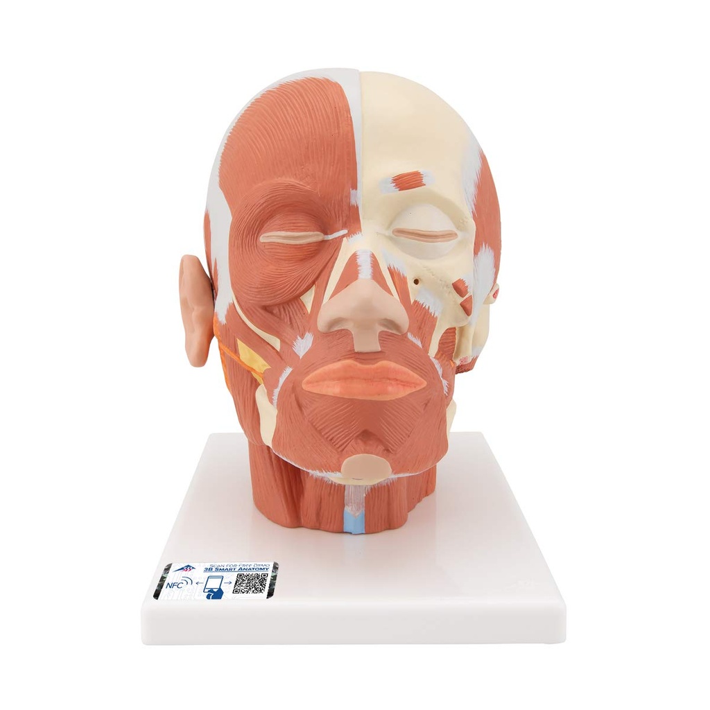 3B Scientific® VB127 Head and Neck Musculature – 3B Smart Anatomy
