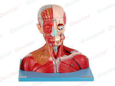 GD Head and Neck with Vessels, Nerves and Brain Model 