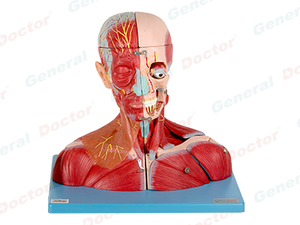 GD Head and Neck with Vessels, Nerves and Brain Model 