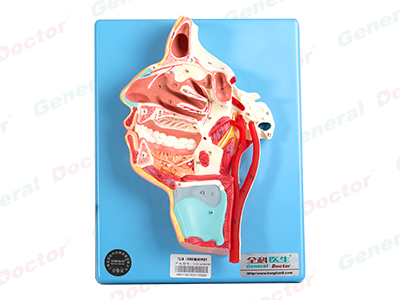 GD Mouth, Nose, Pharynx and Larynx with Vessels and Nerve Model 