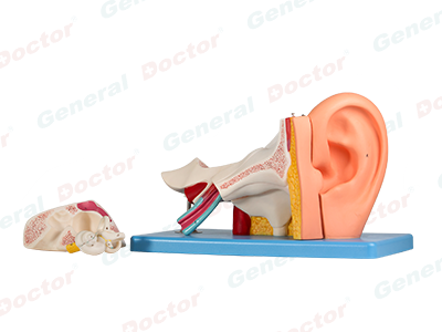 GD Ear Anatomy Model 