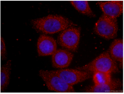 Proteintech™ BCL2 Monoclonal Antibody (4H8C6), CoraLite® 594, 100 µL 