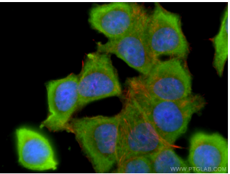 Proteintech™ BCL2 Monoclonal Antibody (4H8C6), 150 µL 