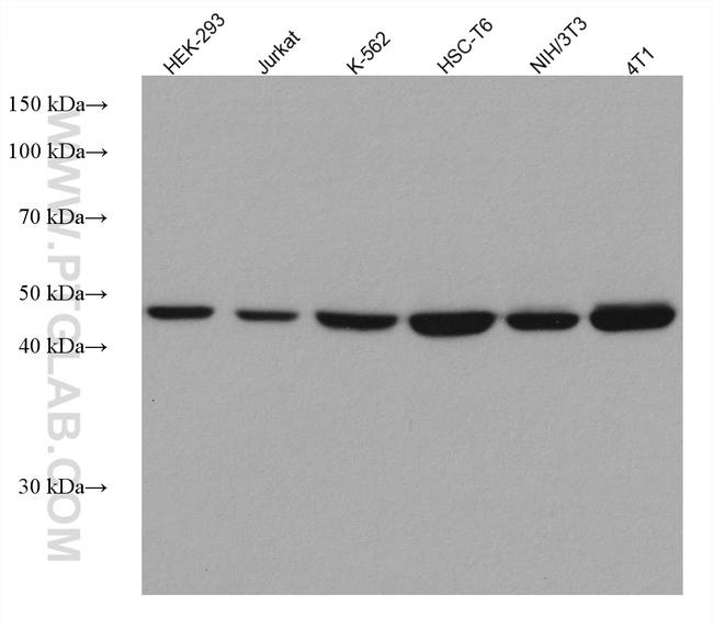 Proteintech™ TRIP13 Monoclonal Antibody (1F1E9), 150 µL 