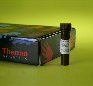 Thermo Scientific™ Halt™ Phosphatase Inhibitor Single-Use Cocktail