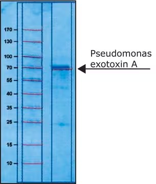 Sigma-Aldrich™ Pseudomonas Exotoxin A from Pseudomonas aeruginosa, 0.5mg