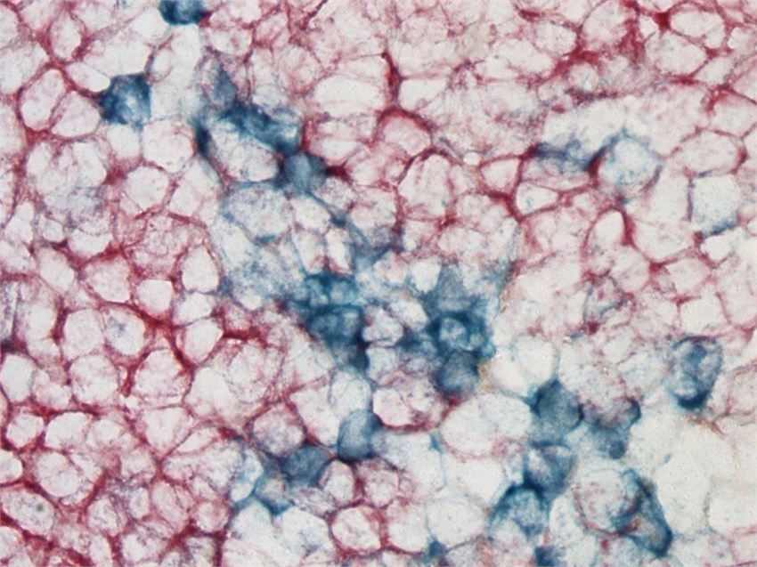 SeraCare KPL TrueBlue™ Peroxidase Substrate