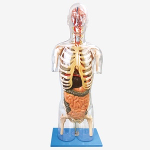 GD Transparent Torso With Internal Organs Model
