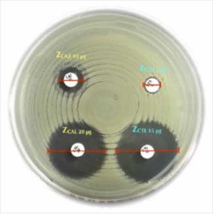 Liofilchem® Daptomycin DAP, Antimicrobial Susceptibility Discs, 30 µg