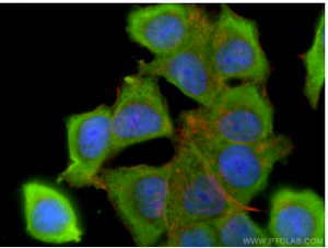 Proteintech™ BCL2 Monoclonal Antibody (4H8C6), 150 µL 