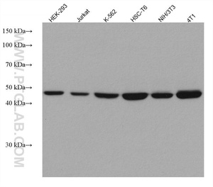 Proteintech™ TRIP13 Monoclonal Antibody (1F1E9), 150 µL