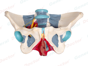 GD Female Pelvis with Pelvic Floor Muscles and Nerves
