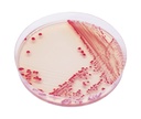 CHROMagar™ Acinetobacter Kit