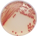 CHROMagar™ Acinetobacter Kit