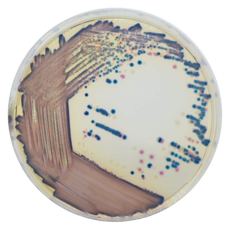 CHROMagar™ COL-APSE