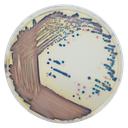 CHROMagar™ COL-APSE