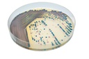 CHROMagar™ COL-APSE