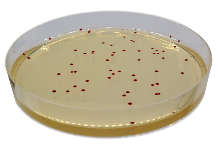 CHROMagar™ Campylobacter
