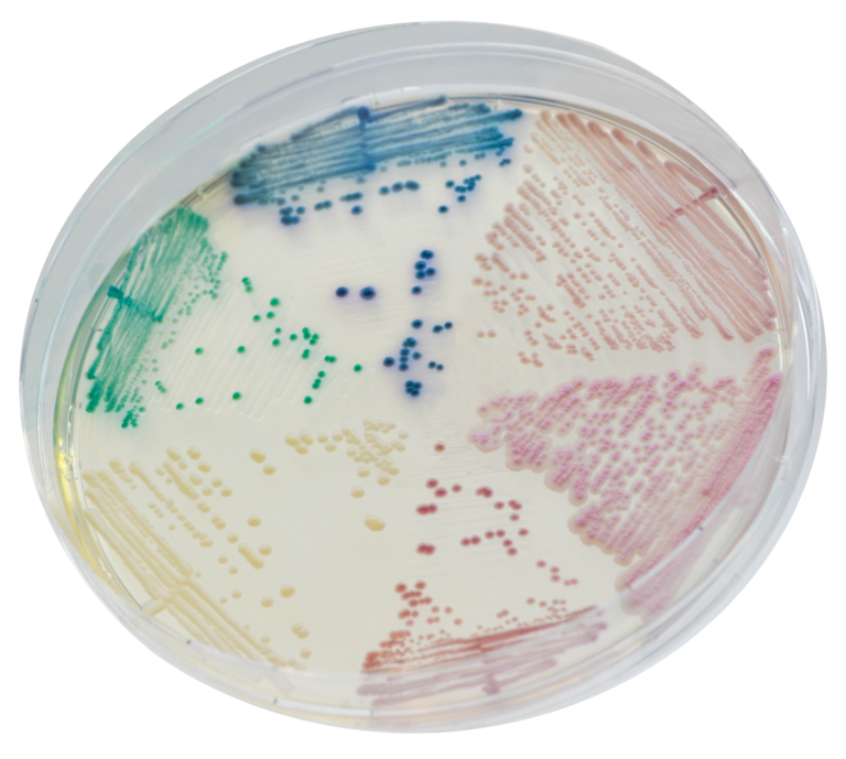 CHROMagar™ Candida