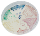 CHROMagar™ Candida