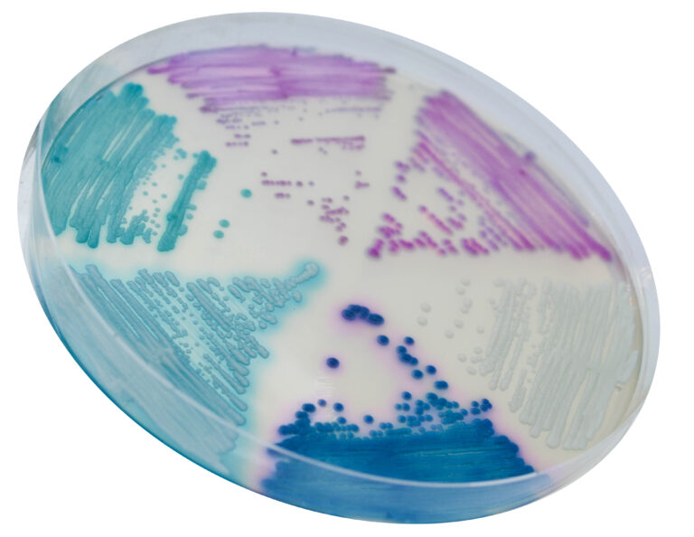 CHROMagar™ Candida Plus