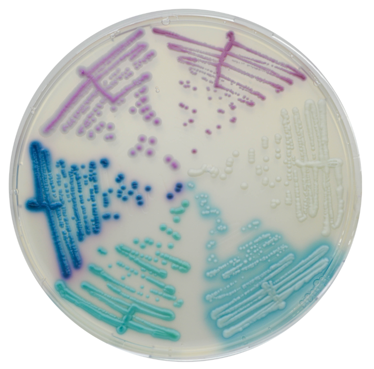 CHROMagar™ Candida Plus