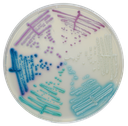 CHROMagar™ Candida Plus