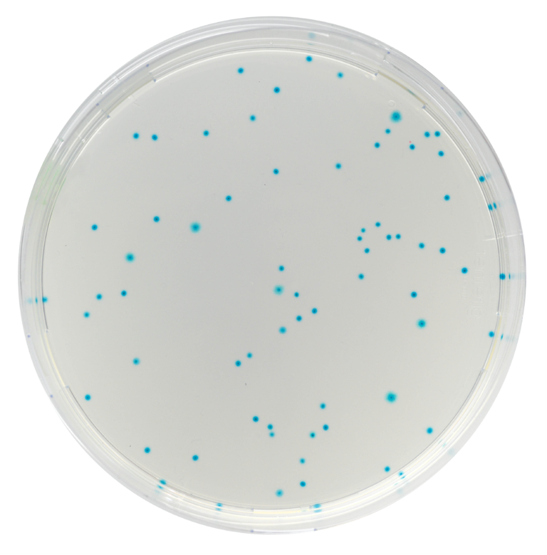 CHROMagar™ E. coli