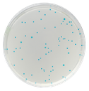 CHROMagar™ E. coli