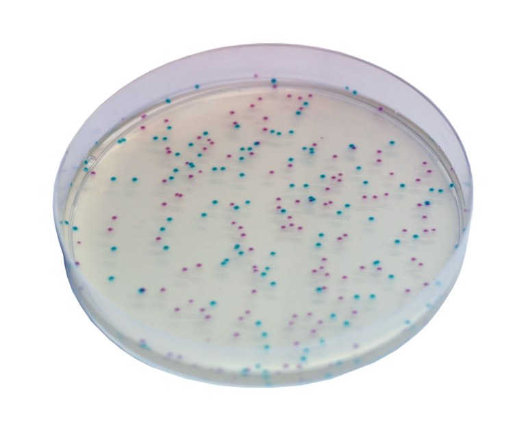 CHROMagar™ ECC, 500g
