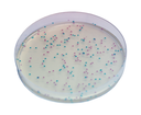 CHROMagar™ ECC, 500g