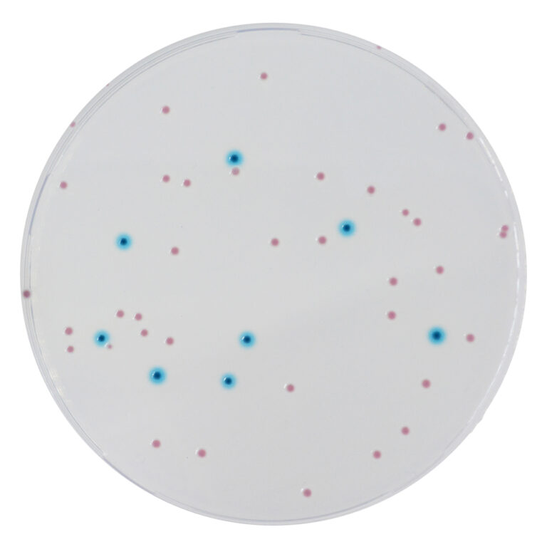 CHROMagar™ Enterobacteria, 5000 mL Pack