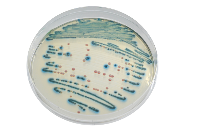 CHROMagar™ Enterobacteria, 5000 mL Pack