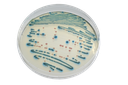 CHROMagar™ Enterobacteria, 5000 mL Pack