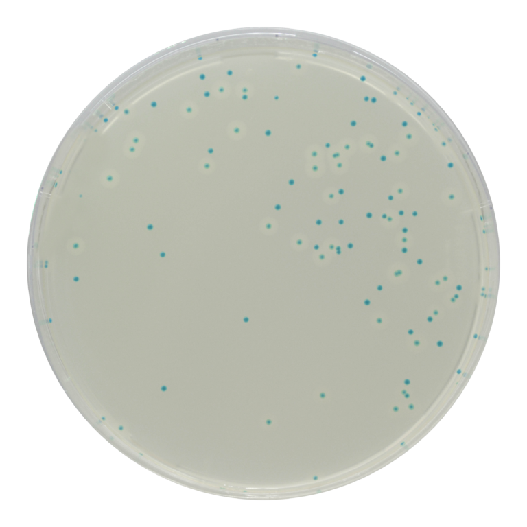 CHROMagar™ Listeria, 5000 mL Pack