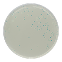 CHROMagar™ Listeria, 5000 mL Pack