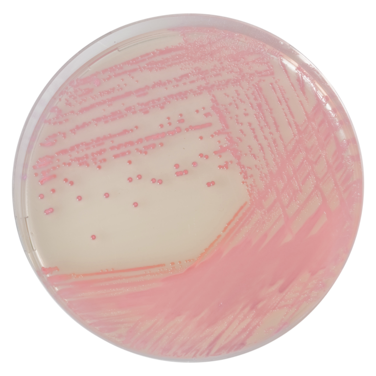 CHROMagar™ MRSA, 5000 mL Pack (Base medium + Supplement)