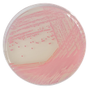 CHROMagar™ MRSA, 5000 mL Pack (Base medium + Supplement)
