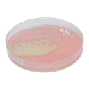 CHROMagar™ MRSA, 5000 mL Pack (Base medium + Supplement)