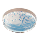 CHROMagar™ O157