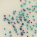 CHROMagar™ Pseudomonas, 500G