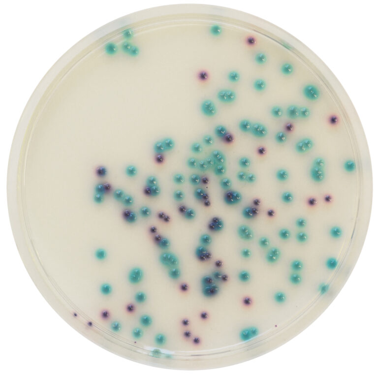 CHROMagar™ Pseudomonas, 500G