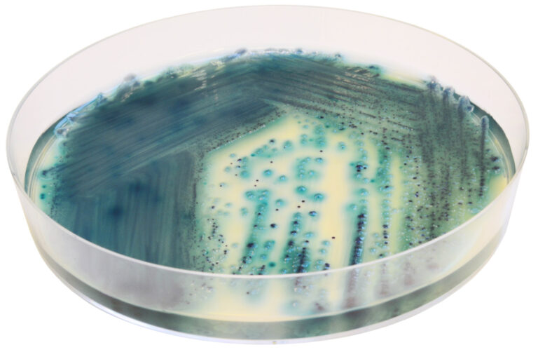 CHROMagar™ Pseudomonas, 500G