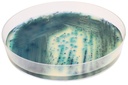 CHROMagar™ Pseudomonas, 500G